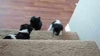 Havanese puppies 7 weeks go up and down stairs [upl. by Nimra]