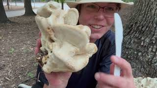 Berkeleys polypore Colossal oakloving edible mushrooms that resemble pale chicken of the woods [upl. by Thatch383]