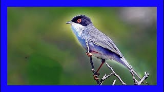 Sardinian Warbler Singing Sardinian Warbler Call  Curruca Cabecinegra Canto Sylvia Melanocephala [upl. by Finah715]