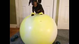 Crusoes Brother Oakley the Dachshunds New Year Resolution Day 1 [upl. by Larianna]