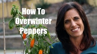 How to Overwinter Peppers [upl. by Abeu]