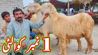 badoo bhai ki pure belli mundri bherin at bismillah goat farm dera ghazi khan sheep business [upl. by Hermosa684]