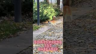 Sonbaharda Aşk Başkadır cat aşk love [upl. by Nodnab295]