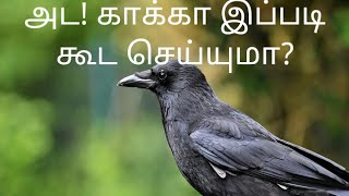 Crow video Tamil [upl. by Silverstein371]