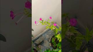 नवरात्री सुंदर मिक्स कलर के फूल 🌺🌻🌹🌷😍🤩shorts subscribe viral homegarding flower jaimatadi❣️ [upl. by Egiap]