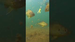 Underwater Fishing Footage Panfish Perch Bass capecod fishing gopro fish underwaterfootage [upl. by Einnal86]