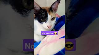 Challenge accepted 😺 challenge cat funny shorts [upl. by Nalani506]