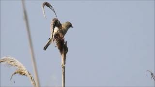 Penduline Tit [upl. by Cadman34]