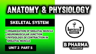 Physiology Of Muscle Contraction  Neuromuscular Junction  Human Anatomy And Physiology  HAP [upl. by Ymmor108]