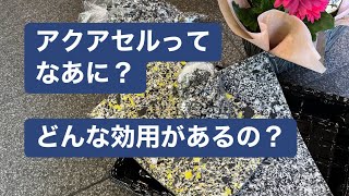 アクアセルってなあに？ どんな種類があるの？ どうして良いの？ どうやって使うの？ 簡単にかいつまんでご説明します フラワーショップあやチャンネル [upl. by Nosam]