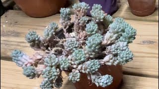 Fix a gangly pot of succulents [upl. by Lazos]