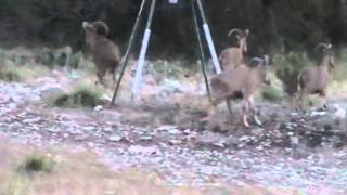 Seasonal South Aoudad [upl. by Orhtej651]