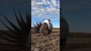 Lovely Birds  The Most Colorful Birds  Beautiful Birds Sound in the Forest  Mind blowing sounds [upl. by Teerprah]