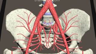 Iliac Artery Embolism Animation by Cal Shipley MD [upl. by Ahsial271]