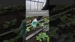 Use A Glove To Irrigate The Strawberry Seedlings [upl. by Auhsuoj]