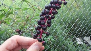 Eating Toxic Pokeweed Berries [upl. by Nilknarf]