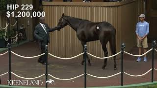 Anisette GB sells for 18 million at 2024 Keeneland November [upl. by Dogs]