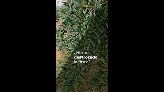 ¿HEMOS DESTROZADO LA FINCA [upl. by Ahsoyek]