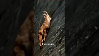 How goats can climb mountain 🤔 fact mine gyanon mathur youtubeshorts shorts [upl. by Ronen]