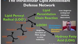 Introduction to the Antioxidant System  Masterclass With Masterjohn 13 [upl. by Ludlow353]