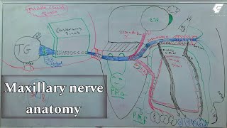 maxillary injection techniques 1 quotmaxillary nerve anatomyquot  oral surgery  عزت شومان [upl. by Zelma]