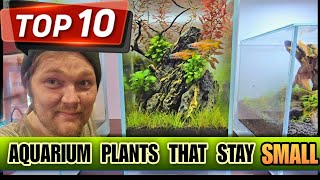 Miniture Aquarium Plants That Stay Small 10 Perfect Aquascape Foreground Carpet or Nano Tank [upl. by Grevera]