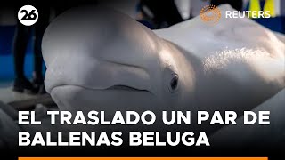 Ballenas beluga de ciudad ucraniana devastada por la guerra son llevadas a España  Reuters [upl. by Hesther]