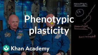 Phenotype plasticity  Heredity  AP Biology  Khan Academy [upl. by Calvinna]