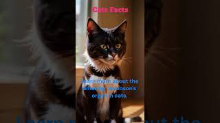 quotThe Super Sense of Cats Discover the Jacobsons Organquot 😺👃 [upl. by Fritze]