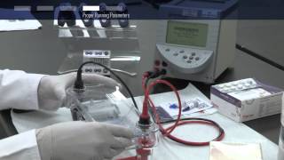 Tips and Tricks for Successful DNA electrophoresis [upl. by Azalea]