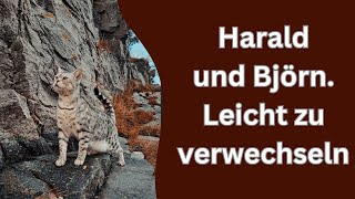 Als die Katzen mit der Fähre in die Berge fuhren [upl. by Jangro96]