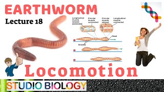 Class 11Zoology LecturesDiscuss about the mechanism of Locomotion amp its work in Earthworm218 [upl. by Hermann]