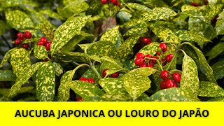 Conheça a Aucuba japonica a planta exótica que transforma qualquer ambiente [upl. by Akit]