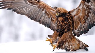 5 Fun Facts About Golden Eagles – The Majestic Kings of the Sky [upl. by Ainimre]