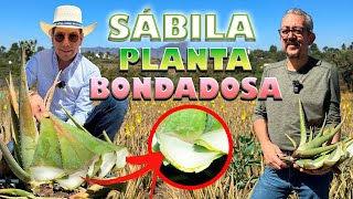 CULTIVO DEL FUTURO RANCHO DE SÁBILA CON BORREGOS combinación para fertilizar una planta poderosa [upl. by Divadleahcim778]