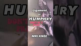 knee ligaments MRI humphrey [upl. by Jennette]