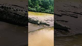 Crocodilians 🐊🐊🐊🐊 [upl. by Aryad222]