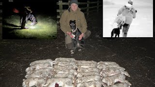 Lamping Rabbits with Lurchers  Pest Control with Thermal Footage Feb 2024 [upl. by Filippa]