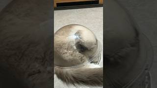 Cat vs Glass Bowl The Ultimate Spin Challenge 😂🐾 shorts catlover CatFails FunnyPets [upl. by Marchall]