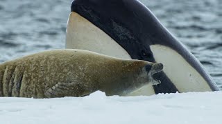 Killer Whales Extraordinary Hunting Technique  Frozen Planet II  BBC Earth [upl. by Anitsyrhk]