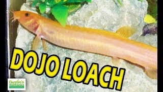 Great Beginner Fish Dojo Loach Species Sunday Weather Loaches [upl. by Whitson]