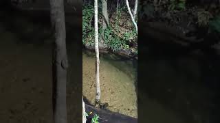 AGAZAIADOS NO RANCHO CUNHA CHAPADA DAS MESAS [upl. by Ahsiloc]