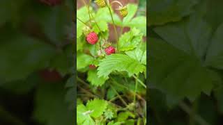 Beautiful woodland strawberries nature [upl. by Karlotte]