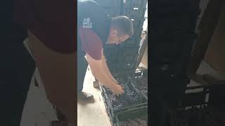 The Art of Handling Corvina Grapes 🍇  Falezze Winery amarone ripasso winery [upl. by Sweatt]