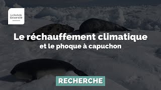 Le réchauffement climatique et le phoque à capuchon [upl. by Cerelly]