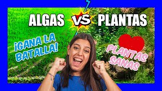 Eliminar ALGAS en el acuario con PLANTAS  Qué necesitan 🌿 [upl. by Ireg]