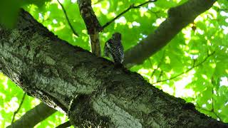 Observation doiseaux  Pic maculé  Watching birds  Spotted Woodpecker [upl. by Shiri]