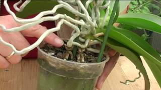 How to Grow Orchids [upl. by Icnan]