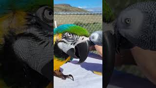 Blue and Gold Macaw and African Gray having a bite at Cache Creek [upl. by Lowson]