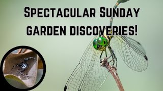 Spiders Dragonflies and more  Sunday garden special backyardbiodiversity [upl. by Nimaynib434]